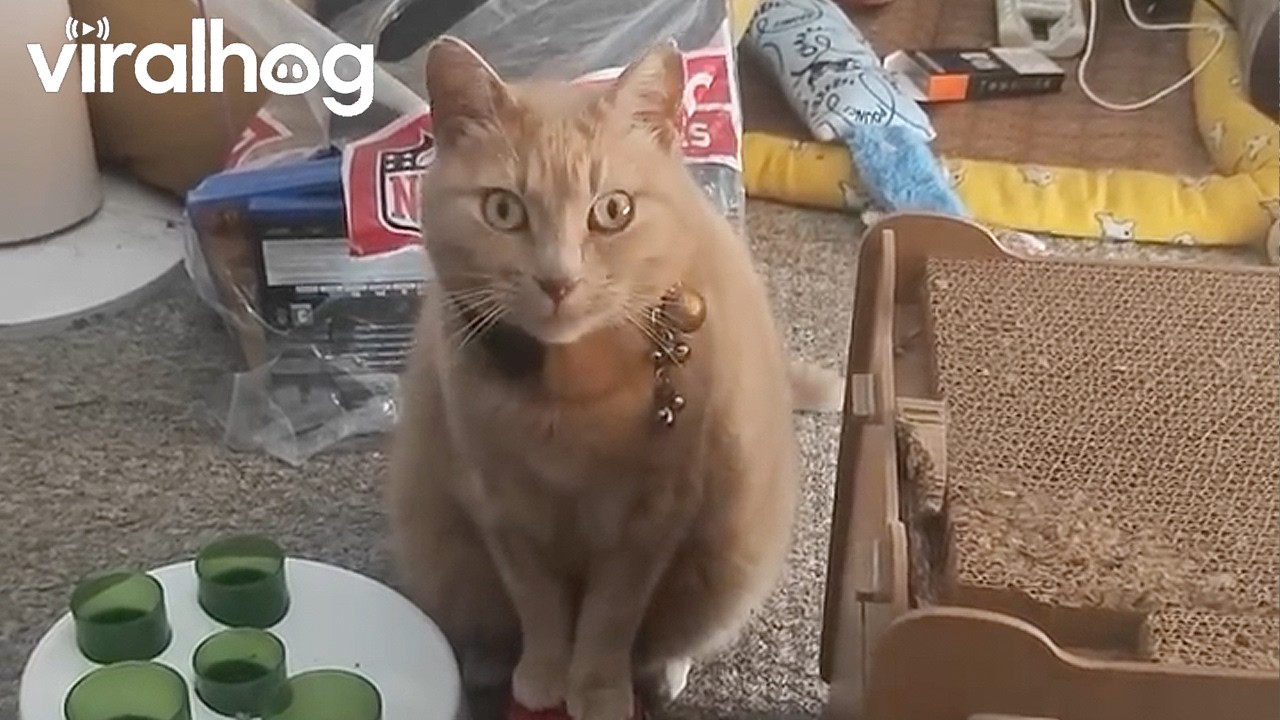Cat Demands "Treaties" With Talking Button || ViralHog