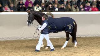 Blue Hors Don Schufro porteur du gène du poulain fragile (WFFS)