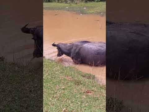 baffalos #shortvideo #animal #shortsvideo #cow #shortsfeed #cowvideos
