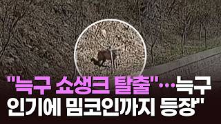 늑구 쇼생크 탈출…늑구 인기에 밈코인까지 등장 [뉴스현장]