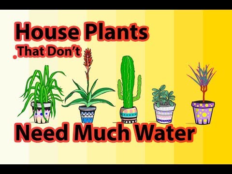 5 House Plants That Don’t Need Much Water