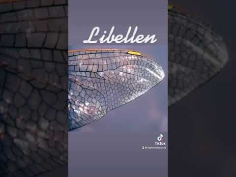 Krafttier Bedeutung LIBELLE