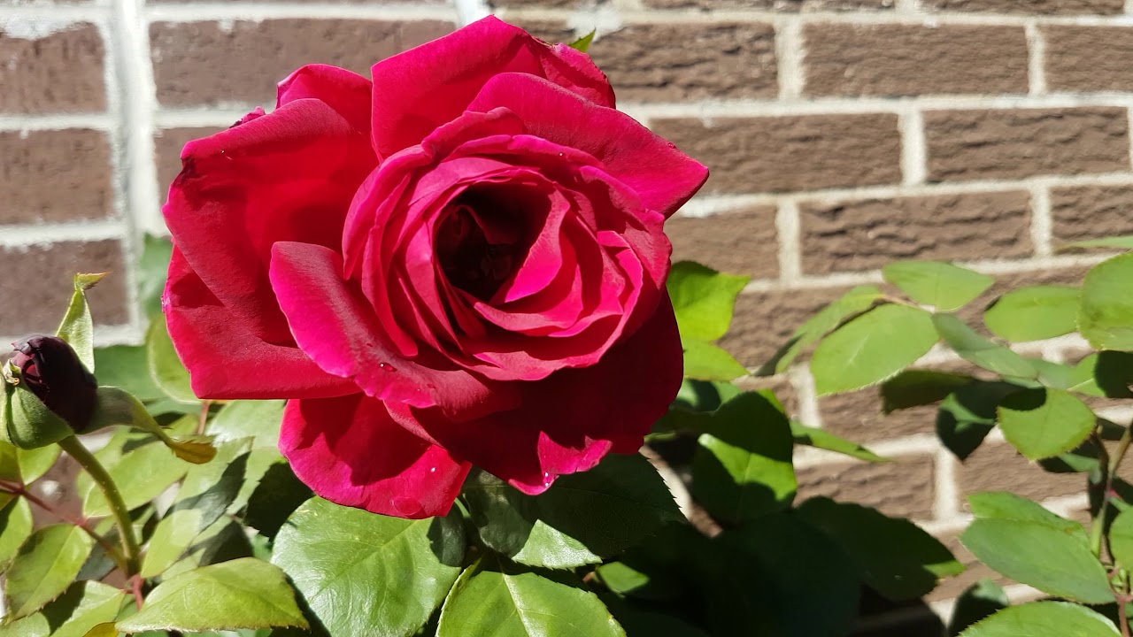 Mister Lincoln red rose Moje ruže gost u videu pčelica Maya 4K