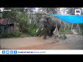 Wild Elephant Attack In Wayanad Farmers In Distress Wayanad Wild Elephant Attack