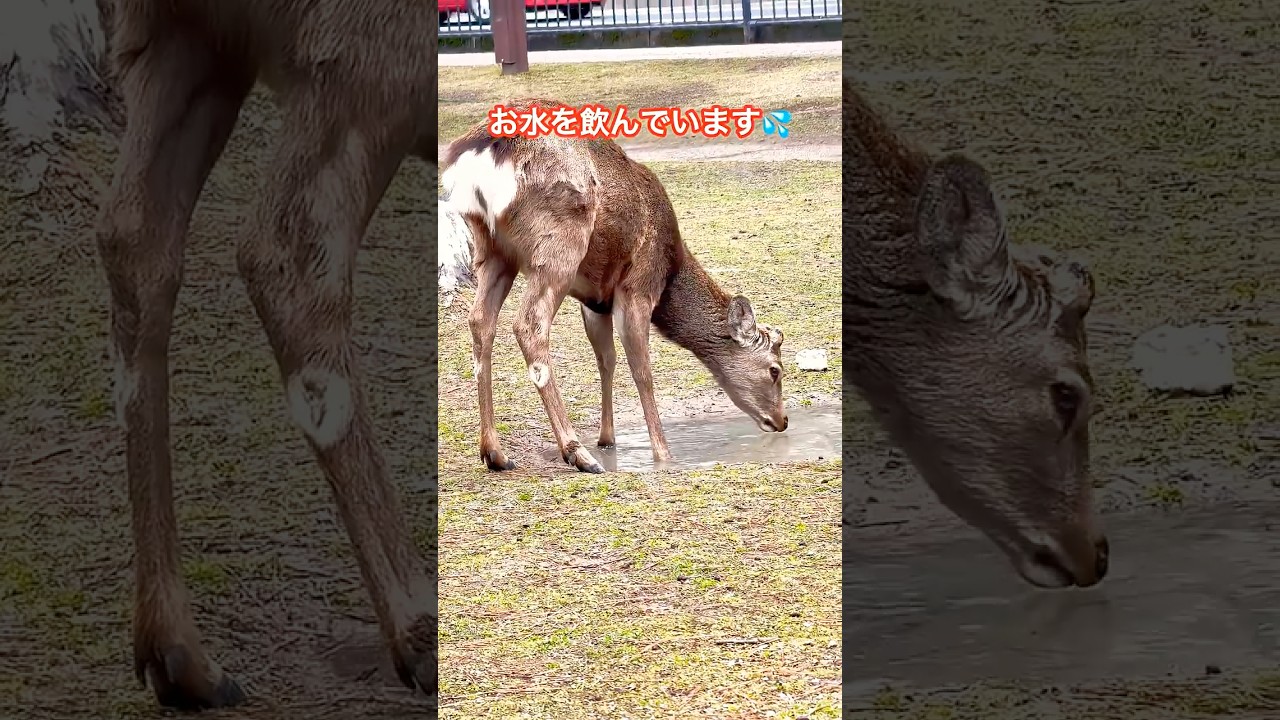 お水を飲んでいます🦌奈良の鹿