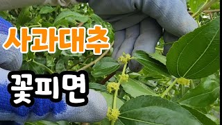 사과대추 꽃피면 이것 꼭주세요