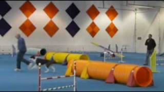 preview picture of video 'UKI Agility Snakes and Ladders (with slo-mo replay of the acrobatics)  2/4/2012'