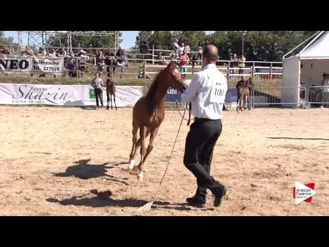 N.100 CORONEK LC - Bergamo 2015 - Futurity Males (Class 13)