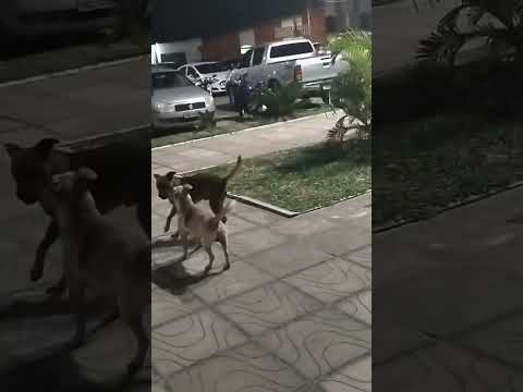Imagens Exclusivas De Milton Zuse na Cidade de Arroio do Sal,Rs,Brazil, Ano 2026.Gratidão. 🐕🐕 Dança.