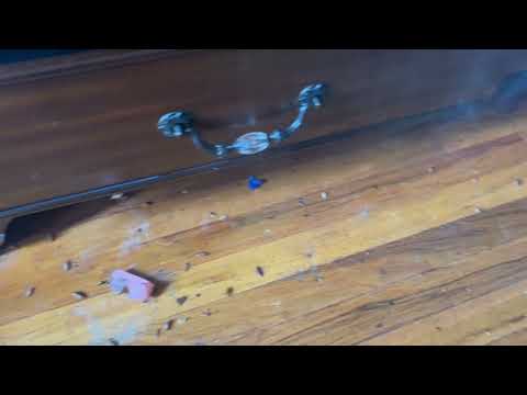 Dresser Drawers Infested with Cockroaches in Freehold, NJ