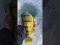 Video Thumbnail for Late ice JUMBOS #icefishing #perch #shorts