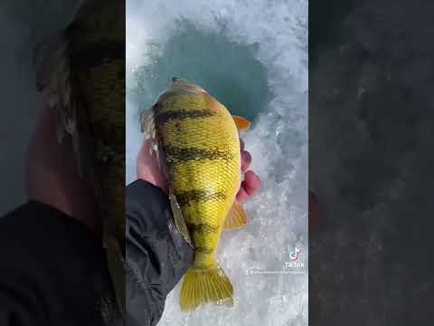 Late ice JUMBOS #icefishing #perch #shorts