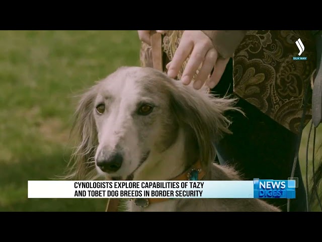 Cynologists explore capabilities of Tazy and Tobet dog breeds in border security