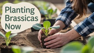Fall Garden TRANSPLANTING Secrets Now!