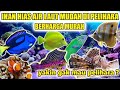Ikan Hias Laut Yang Bersahabat
