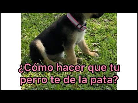 ¿Como enseñar a mi perro a que me de la pata? - Aprende rápidamente 😊