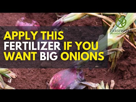 Bulb Onions Farming In Kenya Best Onion Fertilization Schedule 2025