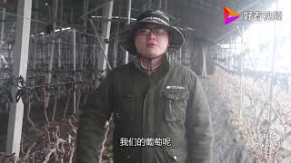 设施葡萄的破眠技术，分为物理化学两种，小阳详细介绍