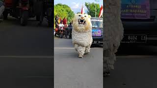 Download lagu CAN MACANAN SALTO ‼️🔥✌ #shorts #canmacanan #barongan #atraksi mp3