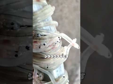 透明なのに300万円？5000km泳いできた生命体の運命 #シラスウナギ