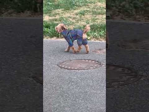 Дождевик комбинезон для собак со шлеёй на змейке, водотталкивающий, светоотражающий - фото 1 - id-p2340676184