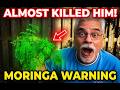 Warning! The Moringa Tree |  Almost Killed Him | Really!  How to Use This Superfood Safely
