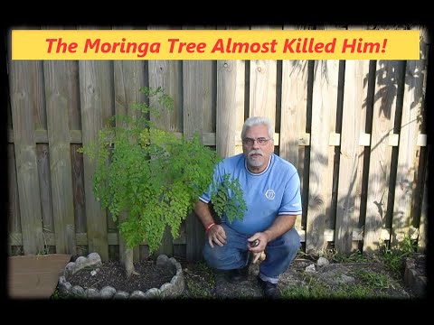 YouTube video about: Where to buy moringa plant in new zealand?