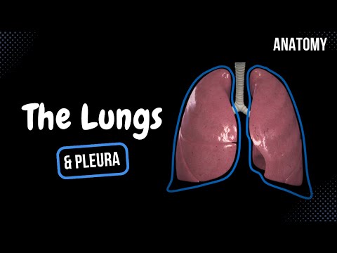 Lungs (Function, Parts, Pleura & Recesses) - Anatomy
