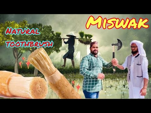 #Altakbeer Miswak sticks Natural toothbrush | Miswak hum ne khud tlash ki tree me se