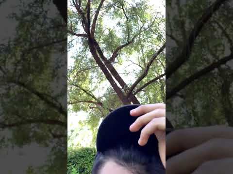 Quarantine Vlogs Episode #3