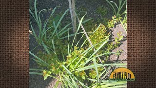 Q&A – How do I get rid of crape myrtle suckers around my hydrangea?