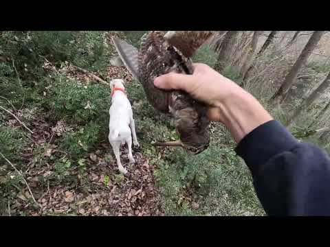 Kauneimmat metsäkukon metsästyskohtaukset #woodcockhunting #woodcock #shotkam