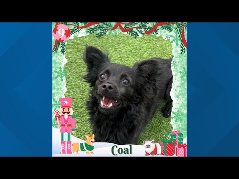 12 Strays of Christmas 2025: Meet Coal - YouTube