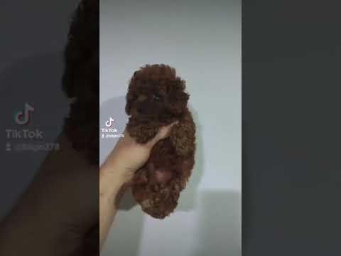 İstanbul Satılık Poodle Yavru