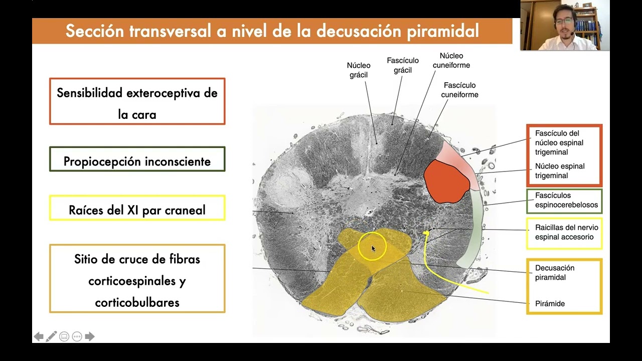 Tema 5. Médula oblongada (bulbo raquídeo)