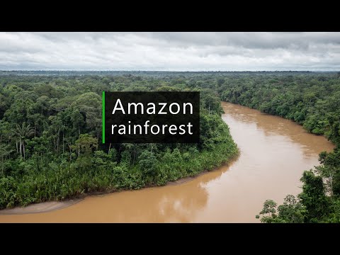 Wild Amazon - Rainforest soundscape