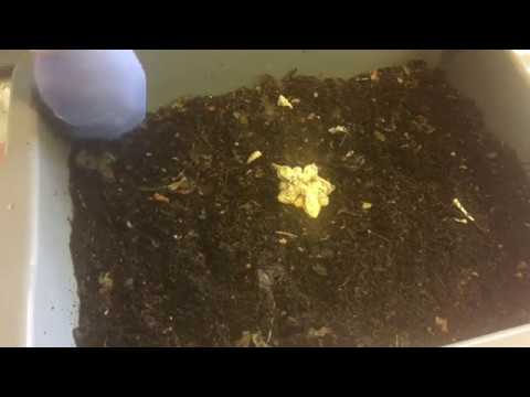 Tear-down of Pumpkin time-lapse