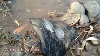 Download lagu Mancing ikan nilem di sungai air keruh | Wahyudi subuh mp3 Download lagu Mancing ikan nilem di sungai air keruh | Wahyudi subuh mp3