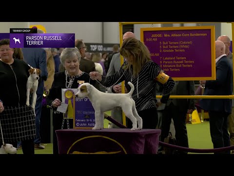 Parson Russell Terriers | Breed Judging 2025