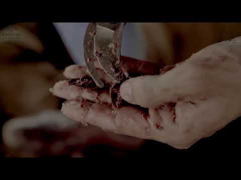 Cacao Trace Fermentation Process - Episode 4