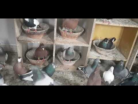 Serbian Highflyers Pigeons Melbourne Australia most breeders are ready to find their new nest bowls