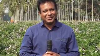 সীম চাষ