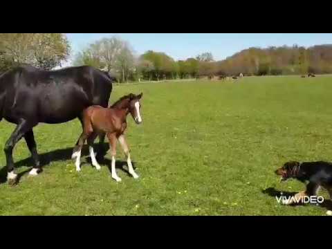 Stutfohlen von Zoom x Pik Noir x Don Gregory  geboren am 20.4.2020