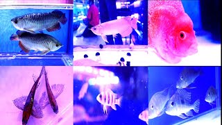 Exotic Fish at Fish Point Sarojini Nagar New Delhi || Best Exotic Fish Store in New Delhi