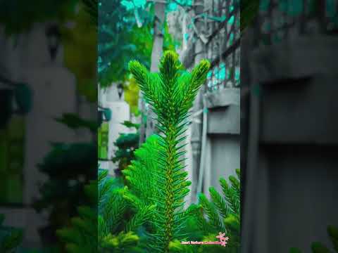 INSTAGRAM Viral Photography | NATURE PHOTOGRAPHY TIPS FOR MOBILE | NATURE PHOTOGRAPHY IDEAS