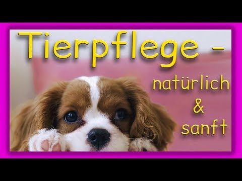 Tierpflege – Reinigung, Pflege u  Schutz Ihrer Tiere mit Aloe Vera Produkten 💚🧡💚