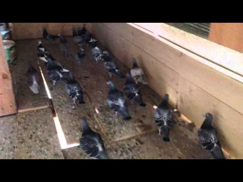 Porumbei Voiajori - Fam. Lucaci - Lotul de zburatori masculi maraton