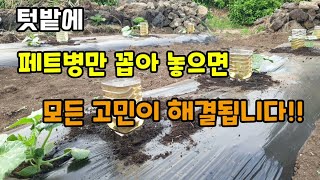 텃밭에 페트병만 꼽아주면 모든 고민이 해결됩니다 텃밭에 물(영양제) 쉽게 주는 방법