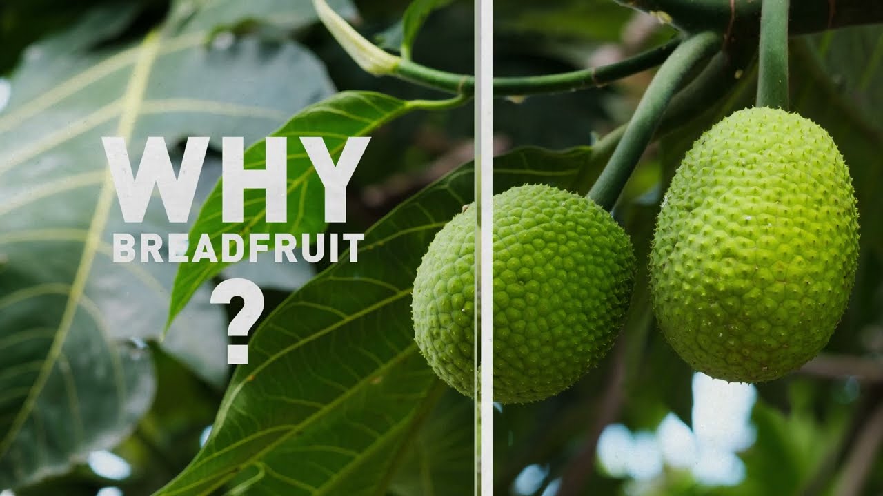Let's talk about Breadfruit