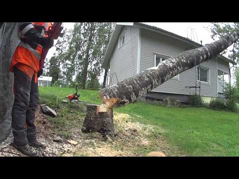 Kun kaatosahaus menee puihin! - vai puuhun?